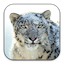 icon-apple-macox-snow